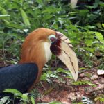animals_06892