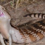 A blue-tongued skink issues an open-mouthed warning to a predator. Credit: Shane Black