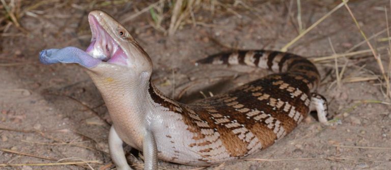A blue-tongued skink issues an open-mouthed warning to a predator. Credit: Shane Black