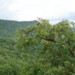 Flora in Kabirdham district, Chhattisgarh. Credit: Pankaj Oudhia/WIkimedia Commons, CC BY-SA 3.0