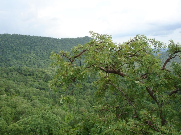 Flora in Kabirdham district, Chhattisgarh. Credit: Pankaj Oudhia/WIkimedia Commons, CC BY-SA 3.0