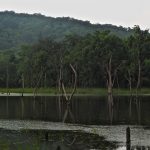 Gomarda in Raigad district, Chhattisgarh. Credit: Anupam Sisodia