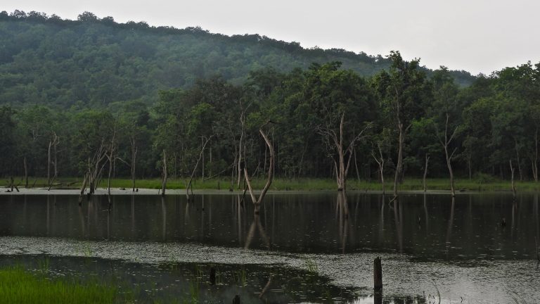 Gomarda in Raigad district, Chhattisgarh. Credit: Anupam Sisodia