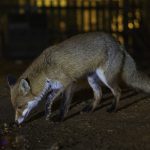 animals_reuters1