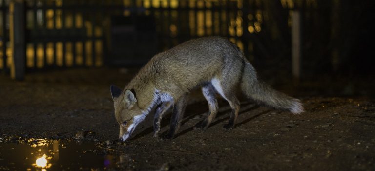 animals_reuters1