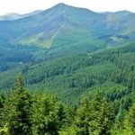 Jammy and Kashmir, Kashmir valley, Article 370, Kashmir lockdown, forest advisory committee, Forest Rights Act, National Forest Policy, Bharatiya Janata Party, Prime Minister Narendra Modi, Home Minister Amit Shah, J&K Forest Conservation Act,