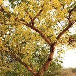 The Kanikonna tree in full bloom. Credit: Neha Sinha