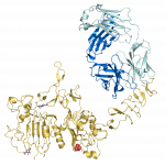 A ribbon diagram of a fragment of Trastuzumab, a monoclonal antibody used to treat breast cancer through chemotherapy. Credit: Wikimedia Commons
