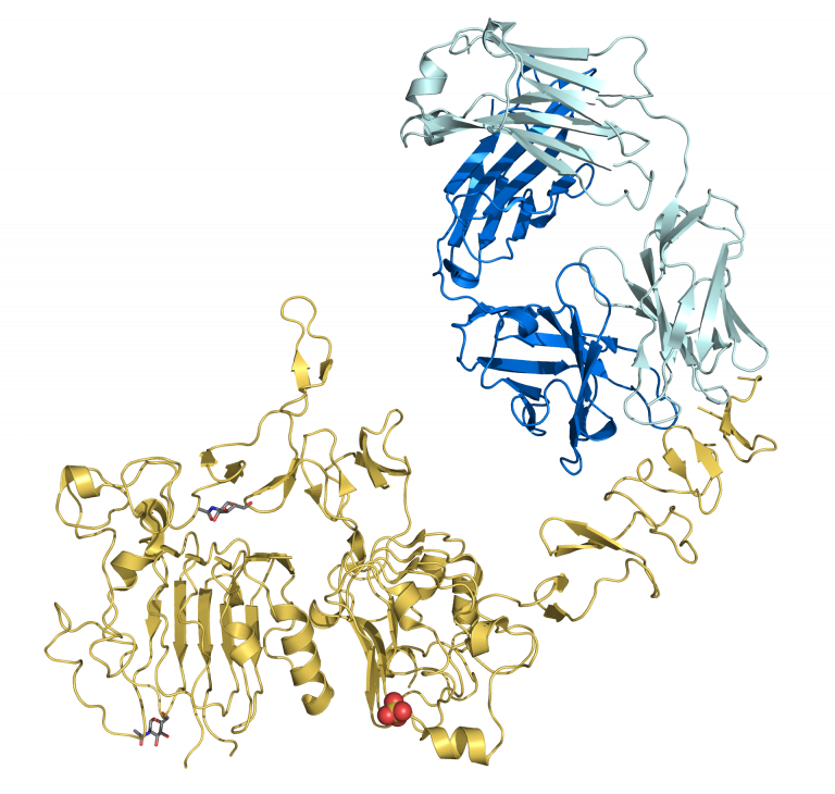 A ribbon diagram of a fragment of Trastuzumab, a monoclonal antibody used to treat breast cancer through chemotherapy. Credit: Wikimedia Commons