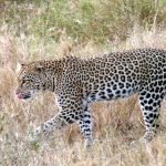 Even leopards get stressed sometimes. Credit: Wikimedia Commons