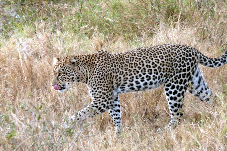 Even leopards get stressed sometimes. Credit: Wikimedia Commons
