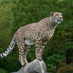 A cheetah stands on a rock. Credit: Glavo/pixabay