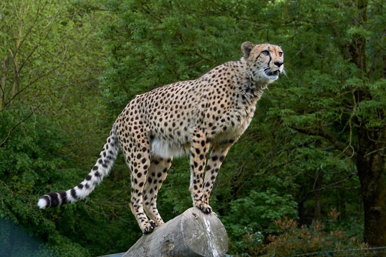 A cheetah stands on a rock. Credit: Glavo/pixabay