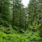Telangana Rashtra Samiti, Telangana, Forest Rights Act, community forest rights, individual forest rights, tribals, tribal welfare, afforestation, Telangana ku haritha haram, Compensatory Afforestation Management and Planning Authority, CAMPA funds,