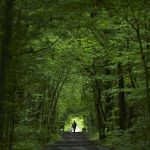 National Commission of Scheduled Tribes, Indian Forest Service, agonism, conservation, forest ecosystem, National Forest Policy 2018, Forest Conservation Act, Wildlife Protection Act, National Forest Policy, forest-dependent communities, hegemony, subaltern, forest produce, tribals, tribal welfare,