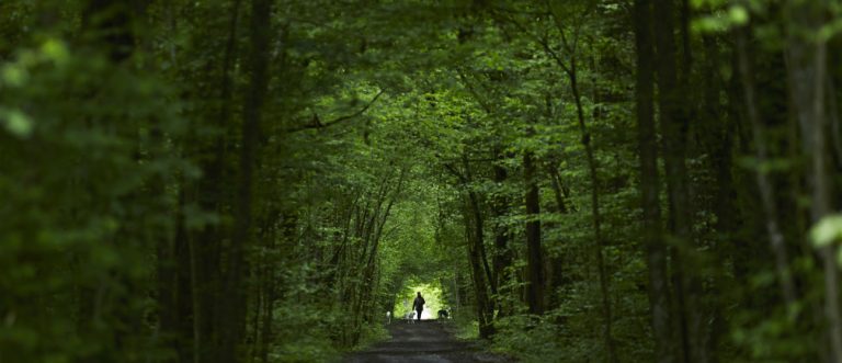 National Commission of Scheduled Tribes, Indian Forest Service, agonism, conservation, forest ecosystem, National Forest Policy 2018, Forest Conservation Act, Wildlife Protection Act, National Forest Policy, forest-dependent communities, hegemony, subaltern, forest produce, tribals, tribal welfare,