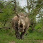 A cursory internet search will reveal that news articles regularly report the value of confiscated wildlife products either in attention-grabbing-in-your-face headlines or in the content. Credit: IanZA/pixabay