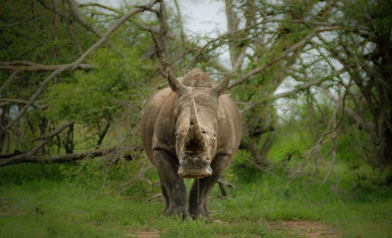 A cursory internet search will reveal that news articles regularly report the value of confiscated wildlife products either in attention-grabbing-in-your-face headlines or in the content. Credit: IanZA/pixabay