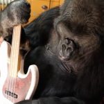 Koko the gorilla in August 2016. Credit: FolsomNatural/Flickr, CC BY 2.0