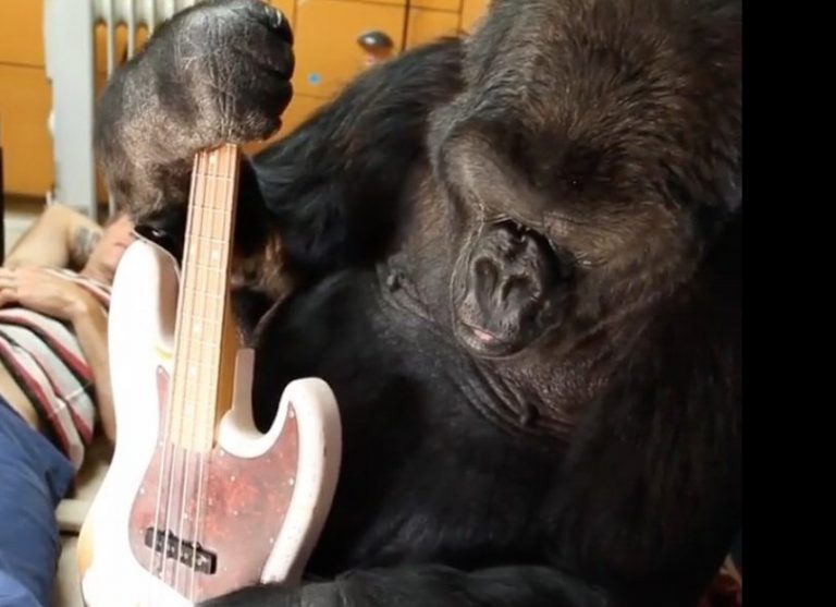 Koko the gorilla in August 2016. Credit: FolsomNatural/Flickr, CC BY 2.0