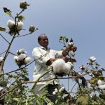 Bt cotton, Monsanto, Nuziveedu Seeds, Bacillus thuringiensis, Bt toxins, transgene, PPVFR Act, Patents Act 1970, sui generis, TRIPS Agreement, bollworm, patentability,