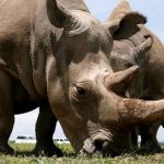 Najin (R) and her daughter Fatou, the last two northern white rhino females, graze near their enclosure at the Ol Pejeta Conservancy in Laikipia National Park, Kenya March 31, 2018. Credit: Reuters/Thomas Mukoya/Files