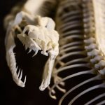 The bones of an animal. Credit: PublicDomainPictures/pixabay
