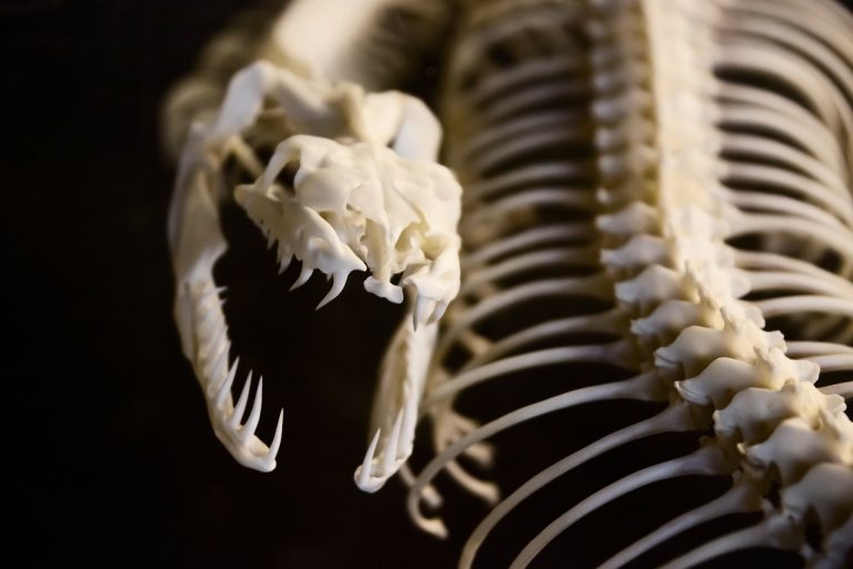 The bones of an animal. Credit: PublicDomainPictures/pixabay