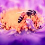 A honey bee. Credit: da_sikka_x/Unsplash