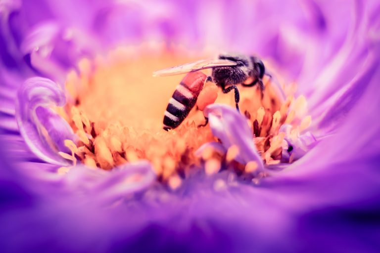 A honey bee. Credit: da_sikka_x/Unsplash
