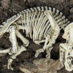 extinctionis
