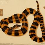 An illustration of a banded krait, found primarily in the Indian subcontinent. Credit: biodivlibrary/Flickr, CC BY 2.0