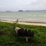 Study islands on the horizon. Credit: Krishna Anujan