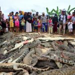 Local residents look at the carcasses of hundreds of crocodiles from a farm after they were killed by angry locals following the death of a man who was killed in a crocodile attack in Sorong regenc