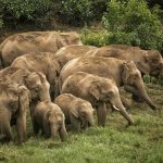 A herd of elephants feeding near a tea estate. Credit: Sreedhar Vijayakrishnan
