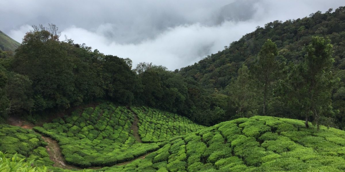 A Forest Is a Story, and Two New Books Narrate It Through the Perfect Eyes