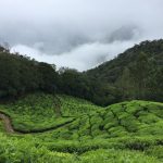 A forest. Credit: Bala Karthikeyan and Pavan Guda