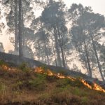 forest-fire