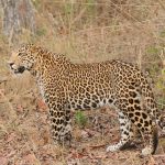 An Indian leopard (Pantera pardus fusca) in Satpura National Part, Madhya Pradesh. Credit: Davidvraju/Flickr, CC BY-SA 4.0
