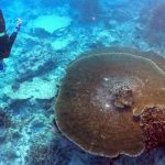2018-07-19T180717Z_1_LYNXMPEE6I1PB_RTROPTP_4_ENVIRONMENT-CORALS