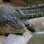 saltwater crocodiles, crocodiles, Andaman and Nicobar Islands, culling, Avni tigress, IUCN Red List, endangered species, marginalised communities, territorial animals, animal migration,