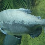 The tambaqui is the largest frugivorous fish in the Amazon. Credit: Rufus46/Wikimedia Commons, CC BY-SA 3.0