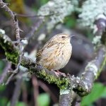 A Nilgiri pipit. Credit: Suriyakumars/Wikimedia Commons, CC BY-SA 3.0