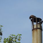 A myna nests atop a chimney. Credit: Neha Sinha