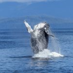 A humpback whale. Credit: werner22brigitte/pixabay