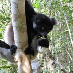 JPG_Jones-indri