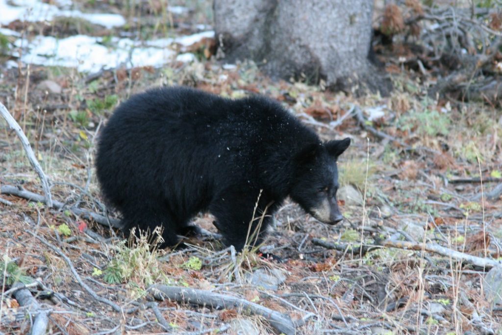 Poisoning, Gunshot Wound Likely Behind Deaths of Black Bears in Kashmir