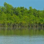 sundarbans_flickr
