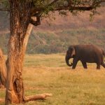 Elephants are the ‘gardeners of the forest’. Credit: christianhaugen/Flickr, CC BY 2.0