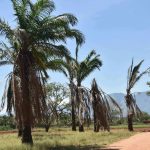 palm-oil